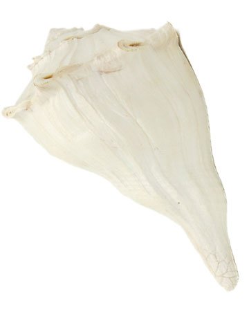 Dahinawarti Shankh