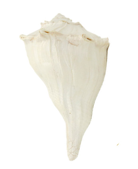 Dahinawarti Shankh