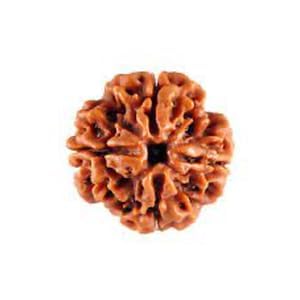 5 Mukhi Rudraksh