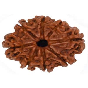 Six Mukhi Rudraksha original