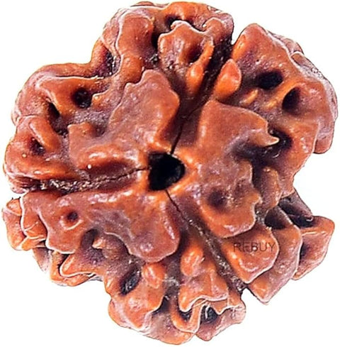 Three Mukhi Rudraksha