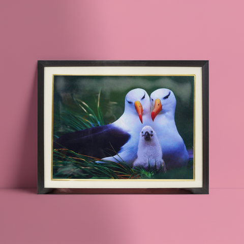 Bird Picture for Family Relationship