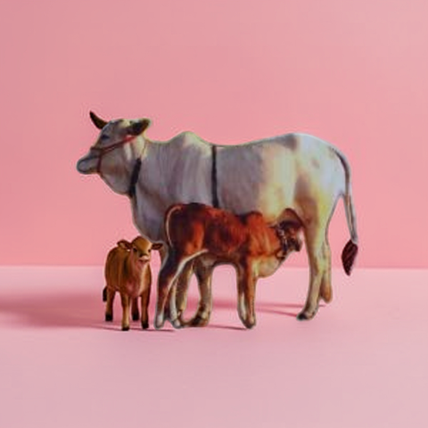Cow and Calf for Family Relationship