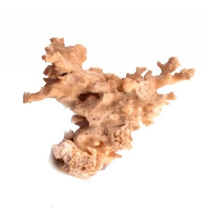 Coral Tree